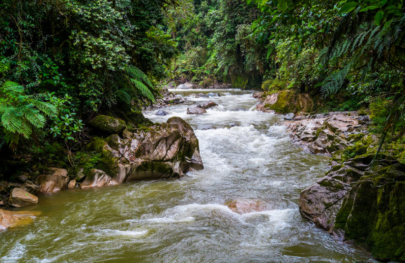 Podocarpus National Park, Ecuador